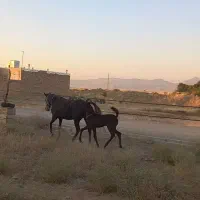 مادیان|اسب و تجهیزات اسبسواری|اسدآباد, |دیوار