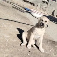 افقانی|سگ|شیروان (خراسان), |دیوار