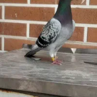 کبوتر کفتر پلاکی نره مست معاوصه یا ماده کرجم
