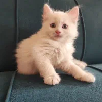 مو بلند چشم آبی سفید