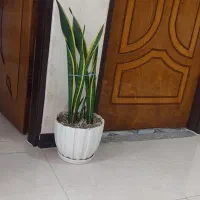 گل سانسوریا ابلق