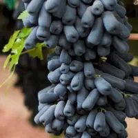 نهال های انگور وارداتی و داخلی ارقام درختان میوه