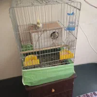 یک جفت عروس هلندی