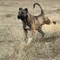 واگذاری سگ سرابی نر