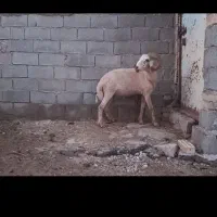 سلام قوچ سالم سالم برا داشت خوبه هم قصابی