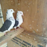 کبوتر شازده دو کت