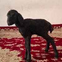 بره شیری|حیوانات مزرعه|پاکدشت, پاکدشت (مامازند)|دیوار