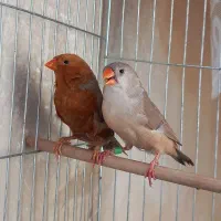 فنچ فول اورنج خالص|پرنده|هشتگرد, تهران دشت|دیوار