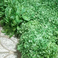 سبزی خورشتی دزفول تازه