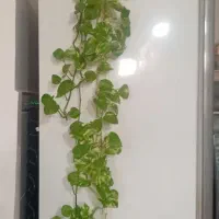 گل طبیعی سرحال