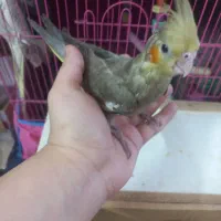 طوطی عروس فول رام|پرنده|قائم‌شهر, |دیوار