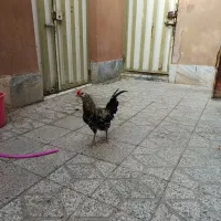 خروس گلین،پنگونی