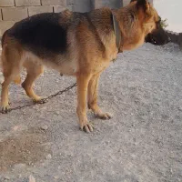 سگ ژرمن|سگ|بندرعباس, |دیوار