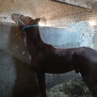 اسب نریون کرد|اسب و تجهیزات اسب‌سواری|قم, شاه ابراهیم|دیوار