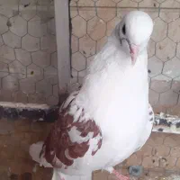 کبوتر پرشی