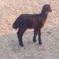 بره شیری|حیوانات مزرعه|گمیشان, |دیوار