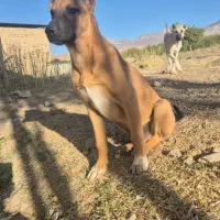 طوله سگ سرابی