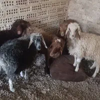 5تا بره نر و ماده قلم دار درجه یک ضمانتی