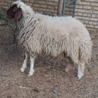 بره سنجابی|حیوانات مزرعه|ششطراز, |دیوار