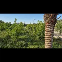 فروش زمین شهرک شرافت گلخانه ها|فروش زمین و ملک کلنگی|شوشتر, |دیوار