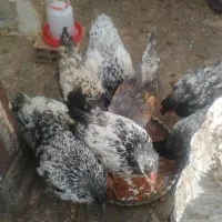 جوجه بلژیکی