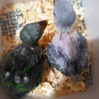 اکلکتوس و کاسکو