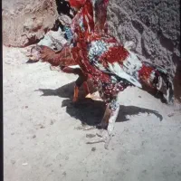 مرغ وخروس لاری اصیل