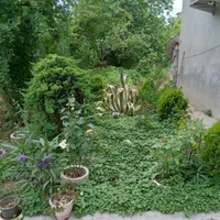 اجاره روزانه ویلا دربست جنگلی تر تمیز دنج