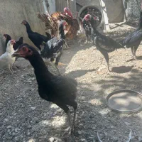 مرغ و خوروس لاری پاکستانی|حیوانات مزرعه|تهران, عبدل‌آباد|دیوار