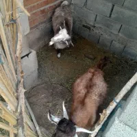 کهره نر
