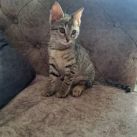 بچه گربه دوماهه