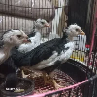 فروش جوجه ۴۵ روزه گلین لری