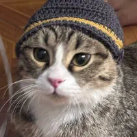 گربه اسکاتیش تبتی