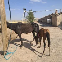 فروش اسب مادیان باکره