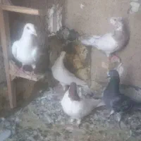 کبوتر وکفتر|پرنده|شیراز, شیخ علی چوپان|دیوار
