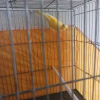 قناری|پرنده|اصفهان, سرتاوه|دیوار