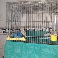 قناری نر|پرنده|پاکدشت, پاکدشت (مامازند)|دیوار