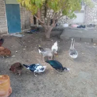 خروس، غاز و اردک روسی|حیوانات مزرعه|انزل, |دیوار