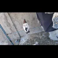 سینه قرمز خال سیاه