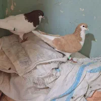 نر یال مست مست دوری|پرنده|اهواز, بیست متری شهرداری|دیوار