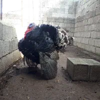 بوقلمون برنز|حیوانات مزرعه|خرم‌آباد (تنکابن), |دیوار