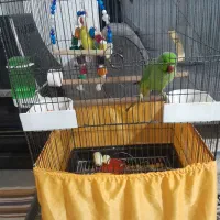 طوطی ملنگو|پرنده|قرچک, میرزائی شمالی|دیوار