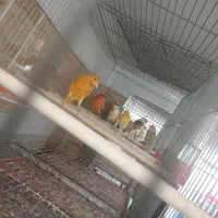 قناری تک و تعداد قناری رسمی قناری پرستار سهره خاکی|پرنده|اصفهان, دهنو|دیوار
