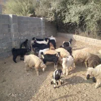 کهره|حیوانات مزرعه|کوه چنار, |دیوار