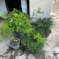 تعدادی گل بیرونی گلدانی ریشه دار سالم قیمت مناسب|گل و گیاه طبیعی|رامسر, |دیوار