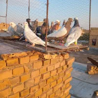 کفتررنگه|پرنده|باشتین, |دیوار