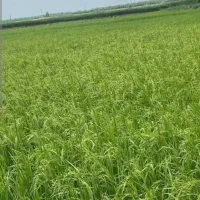 شلتوک برنج عنبر بو  اعلا خوزستان