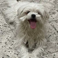 واگذاری دوقلاده سگ خانگی