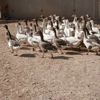 غاز|حیوانات مزرعه|دشت ذهاب, |دیوار