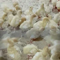 بوقلمون بیوتی|حیوانات مزرعه|ساوه, |دیوار